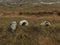 Seal Donna Nook UK