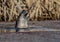 Seal eating a fish out of the water