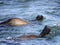 Seal enjoying the Atlantic Ocean at Geyser Island in South Africa, a few meters off the coast of Fynbos