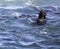 Seal enjoying the ocean next to South Africa`s Geyser Island just a few meters off the coastline of the fynbos coast