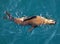 Seal frolics in the sea swell at the base of an offshore platform in Bass Strait