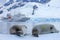 Seal in front of ship, boat, Antarctic Peninsula