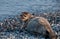 Seal on the German island Helgoland