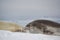 Seal happily sleeping on iceberg