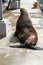 Seal in harbor