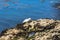 Seal hauled out on rock, Monterey, California