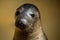 Seal head closeup at seal sanctuary