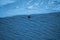 Seal head looking straight ahead and swimming next to a glacial Jökulsárlón lake on a cloudy and rainy day