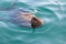 Seal hout bay cape town parks and reserves of south africa