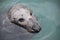 Seal at Howth harbour, Ireland