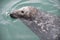 Seal at Howth harbour, Ireland