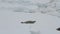 Seal  on ice floe