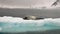 Seal on ice floe in ocean of Antarctica.