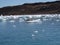 Seal on iceberg