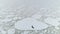 Seal on iceberg. Antarctica ocean. Aerial shot.