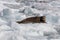 Seal on iceberg from Sawyer glacier in Tracy Arm fjord