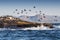 Seal Island in False Bay with seals basking in the sun