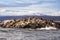 Seal Island near Ushuaia