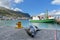 Seal at Kalk Bay fishing centre, Cape Town