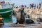 Seal in Kalk Bay Harbour