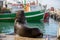 Seal in Kalk Bay Harbour