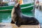 Seal in Kalk Bay Harbour