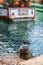 Seal in Kalk Bay Harbour with fishing boat