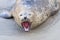 Seal in La Jolla