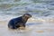 Seal in La Jolla