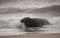 Seal laying on the beach at sunrise in norfolk