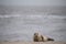 Seal laying on the beach at sunrise in norfolk