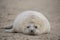 Seal laying on the beach at sunrise in norfolk