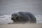 Seal laying on the beach at sunrise in norfolk