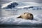 A seal laying on an iceberg in Antarctica