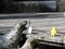 Seal Lea Lion Head during Feeding at Wharf Catching Fish in Air while Flying