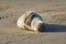 Seal lies on the sand near the sea