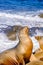 Seal Lion Portrait on the coastline on the rocks , La Jolla Cove north of San Diego, California USA,