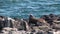 Seal lion relax on beach Galapagos.