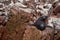 Seal lion sitting on a rocky cliff on las Islas Ballestas in Paracas Peru