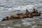 Seal lions on a coastal rock in the Pacific-Rim-Nationalpark, Vancouver Island, North-America, Canada, British Colombia, August