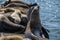 Seal Lions on dock