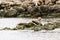 Seal lions lounging along beautiful shorelines of the Gulf Islands off the shores of Vancouver Island