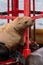 seal looking at camera with intrigued expression during the day atop a red marker buoy