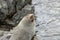 Seal Looks Back At Camera