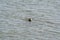 Seal looks out of the water at the tidal waddensea at low tide