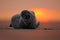 Seal lying at sunset, evening with ocean, animal in the sand beach, nature habitat, Dune Island, cute beautiful scene, Germany