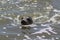 Seal on a mudflat.