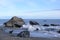 Seal on New Zealand beach