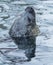 Seal with Nose out of Water