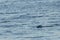 Seal peeking above the water as it passes